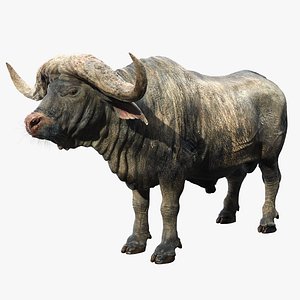 cape buffalo fur 3D model