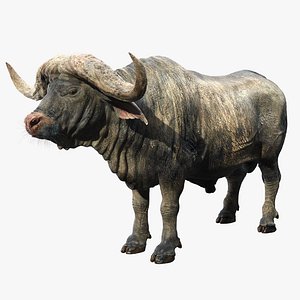 Cape Buffalo