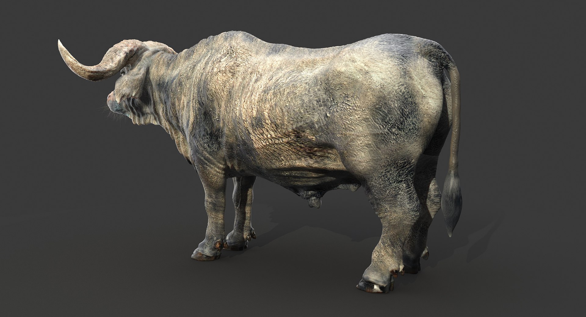 Cape Buffalo Fur 3D Model - TurboSquid 1239422