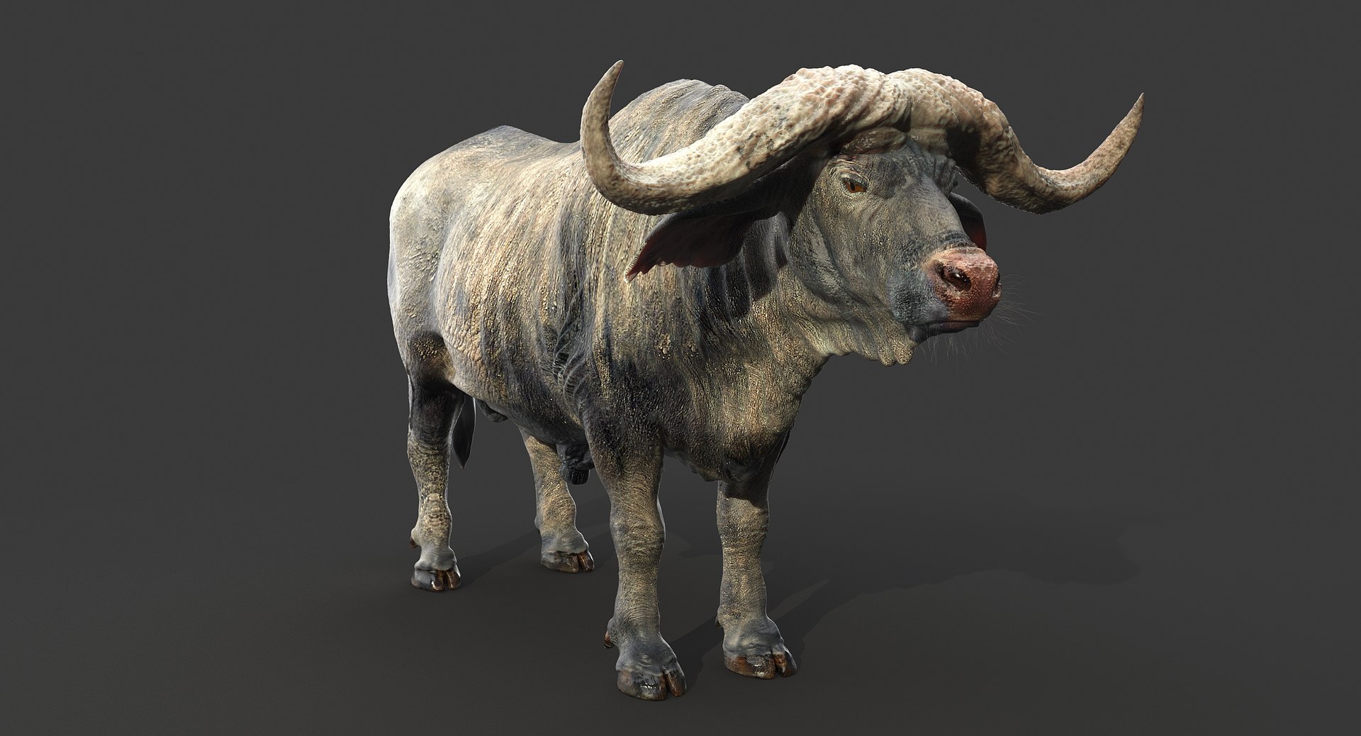 Cape Buffalo Fur 3D Model - TurboSquid 1239422