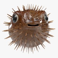 Diodon Holocanthus