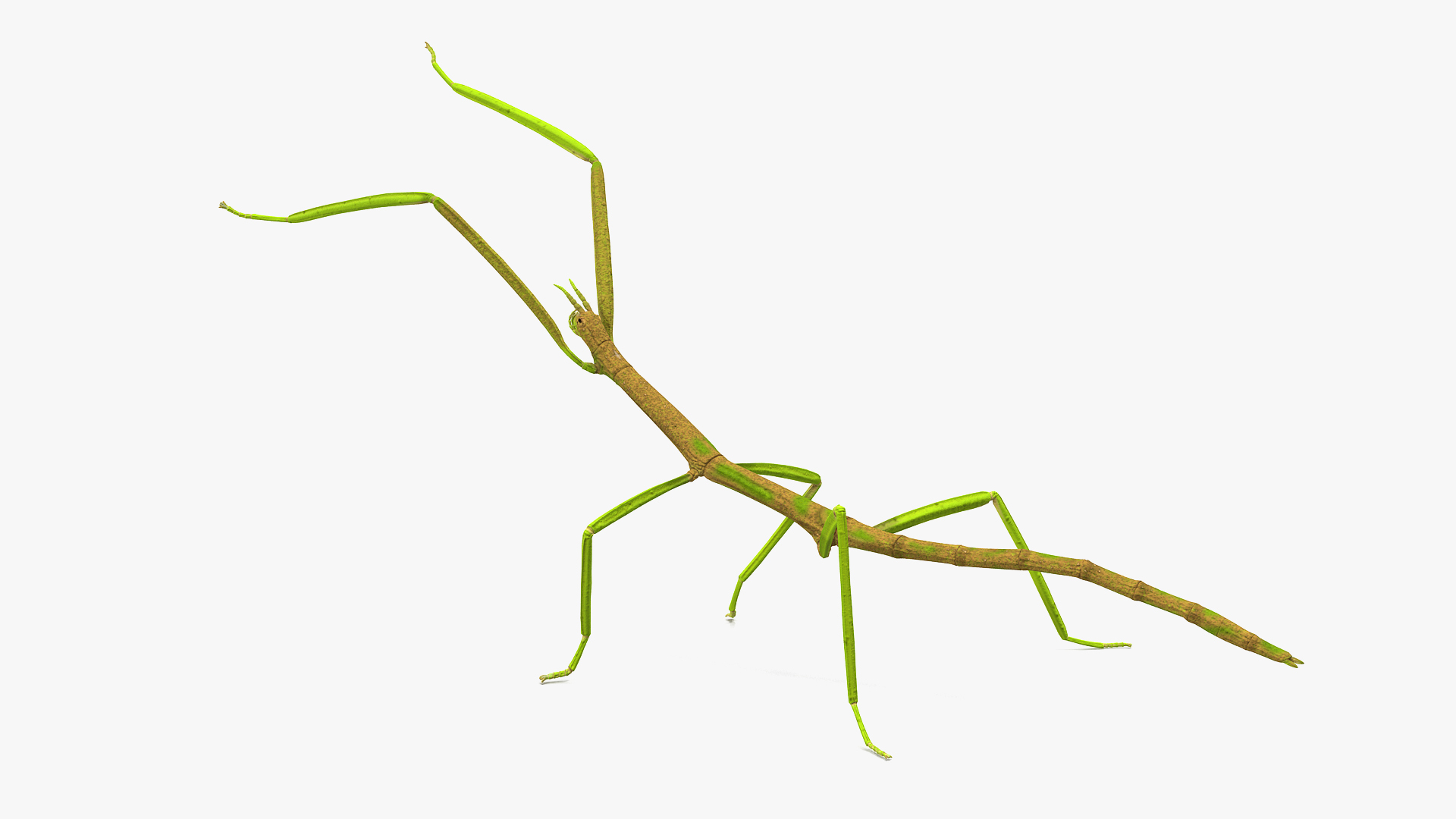 phasmatodea stick insect attack model https://p.turbosquid.com/ts-thumb/3b/cK9U7o/1QIa6IC3/phasmatodea_stick_insect_attack_360/jpg/1573815341/1920x1080/turn_fit_q99/8c8c0050573ba9cba6a2b2b7305f18a6b74767c5/phasmatodea_stick_insect_attack_360-1.jpg