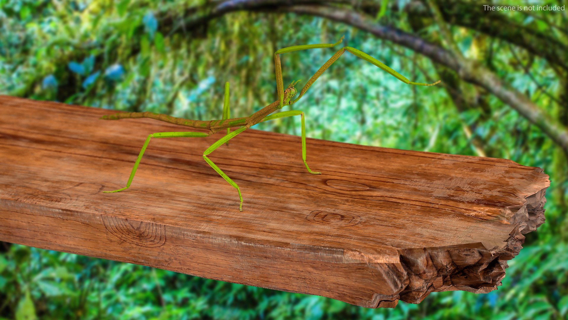 phasmatodea stick insect attack model https://p.turbosquid.com/ts-thumb/3b/cK9U7o/2U1UN33F/phasmatodeastickinsectattack3dmodel002/jpg/1573815993/1920x1080/fit_q87/0da4f8ae56aff22c2856e952fcbfcdd40dae1964/phasmatodeastickinsectattack3dmodel002.jpg