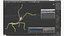Phasmatodea Stick Insect Attack