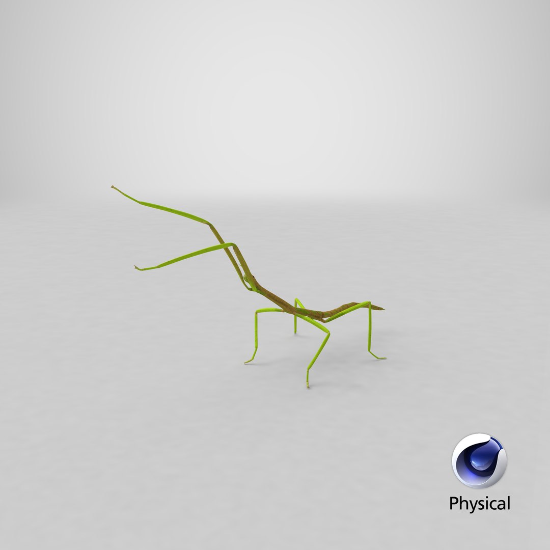 phasmatodea stick insect attack model https://p.turbosquid.com/ts-thumb/3b/cK9U7o/Ad/stemcell_cinema_4d_physical_render/png/1647362292/1920x1080/fit_q87/a48203f42a6d2806dc20c0db0c57027277814a81/stemcell_cinema_4d_physical_render.jpg