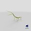 Phasmatodea Stick Insect Attack