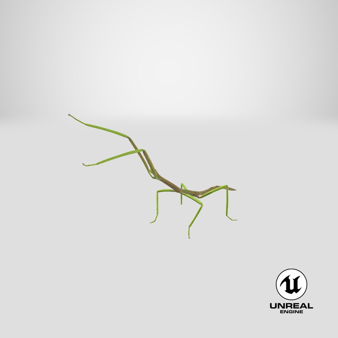 phasmatodea stick insect attack model https://p.turbosquid.com/ts-thumb/3b/cK9U7o/Bn/stemcell_unreal_render/png/1647362297/1920x1080/fit_q87/18c57ff48b6a103e63968b06981e92e13b1b78d0/stemcell_unreal_render.jpg