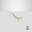 Phasmatodea Stick Insect Attack
