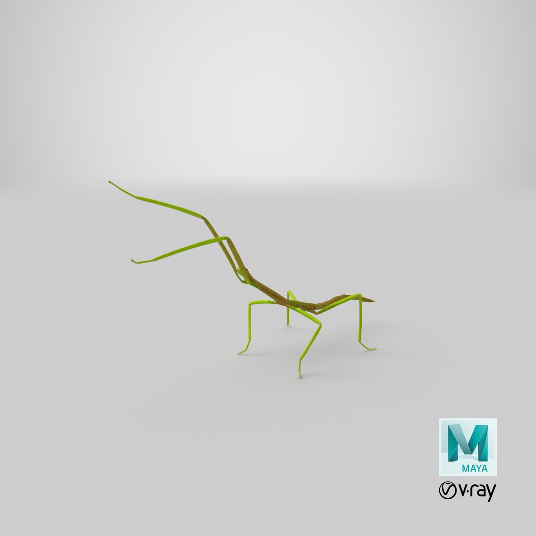 phasmatodea stick insect attack model https://p.turbosquid.com/ts-thumb/3b/cK9U7o/Eu/stemcell_maya_vray_render/png/1647362306/1920x1080/fit_q87/e0595a895e35fe0b0a66cadf7349cc2877446c1d/stemcell_maya_vray_render.jpg
