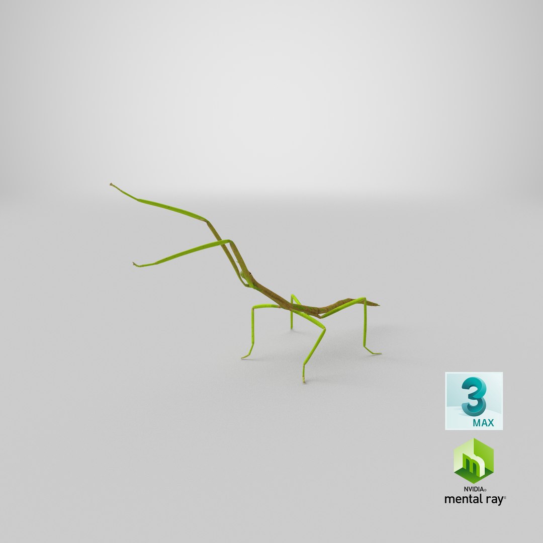 phasmatodea stick insect attack model https://p.turbosquid.com/ts-thumb/3b/cK9U7o/Gc/stemcell_max_mental_ray_render/png/1647362300/1920x1080/fit_q87/e63b1ab2c1781ff00a5704f56d4889ba50af639d/stemcell_max_mental_ray_render.jpg