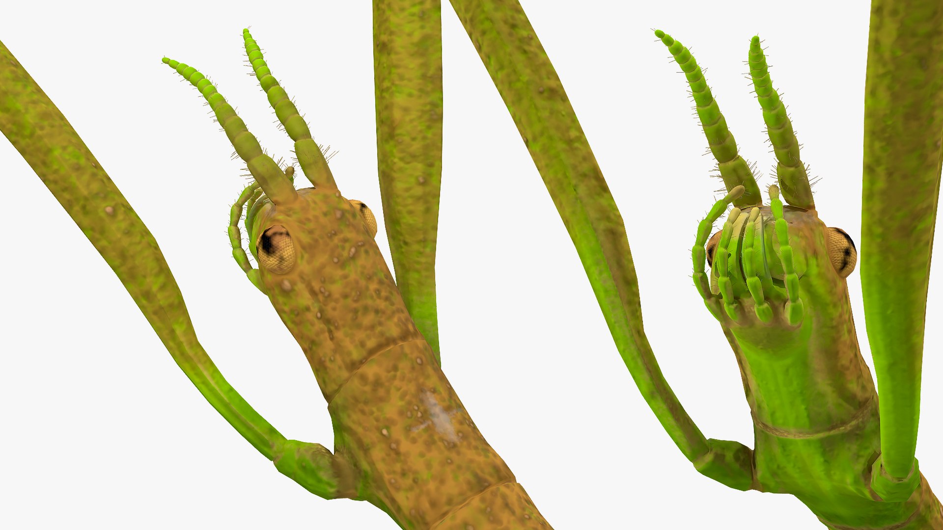 phasmatodea stick insect attack model https://p.turbosquid.com/ts-thumb/3b/cK9U7o/RtOqddnM/phasmatodeastickinsectattack3dmodel012/jpg/1573816039/1920x1080/fit_q87/e714369937a51b1c7ea0f8c13867473bbffa8c6e/phasmatodeastickinsectattack3dmodel012.jpg