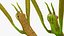 Phasmatodea Stick Insect Attack