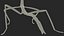 Phasmatodea Stick Insect Attack