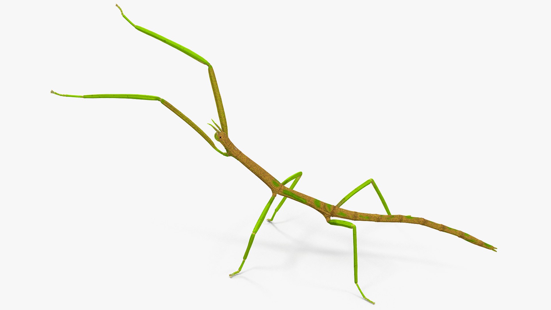 phasmatodea stick insect attack model https://p.turbosquid.com/ts-thumb/3b/cK9U7o/XjtStoyx/phasmatodeastickinsectattack3dmodel004/jpg/1573816002/1920x1080/fit_q87/275f15f106c2831eefc956be3eeedd136c52b349/phasmatodeastickinsectattack3dmodel004.jpg