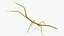 Phasmatodea Stick Insect Attack