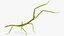 Phasmatodea Stick Insect Attack