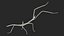 Phasmatodea Stick Insect Attack