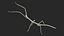 Phasmatodea Stick Insect Attack