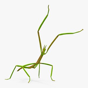 Phasmatodea Stick Insect Attack