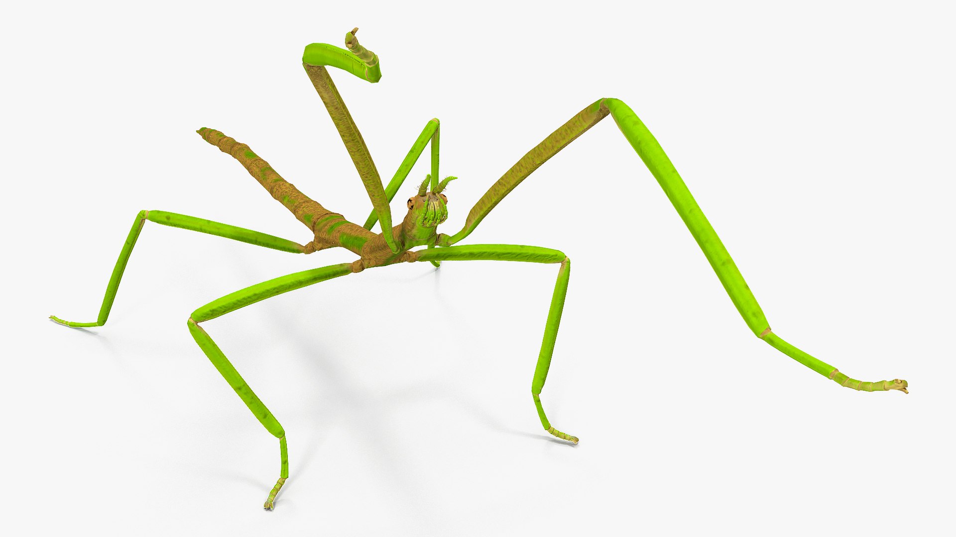 phasmatodea stick insect attack model https://p.turbosquid.com/ts-thumb/3b/cK9U7o/tfq094qq/phasmatodeastickinsectattack3dmodel007/jpg/1573816015/1920x1080/fit_q87/212d074da81d16fe1923c78f390689463155b19d/phasmatodeastickinsectattack3dmodel007.jpg