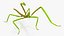 Phasmatodea Stick Insect Attack
