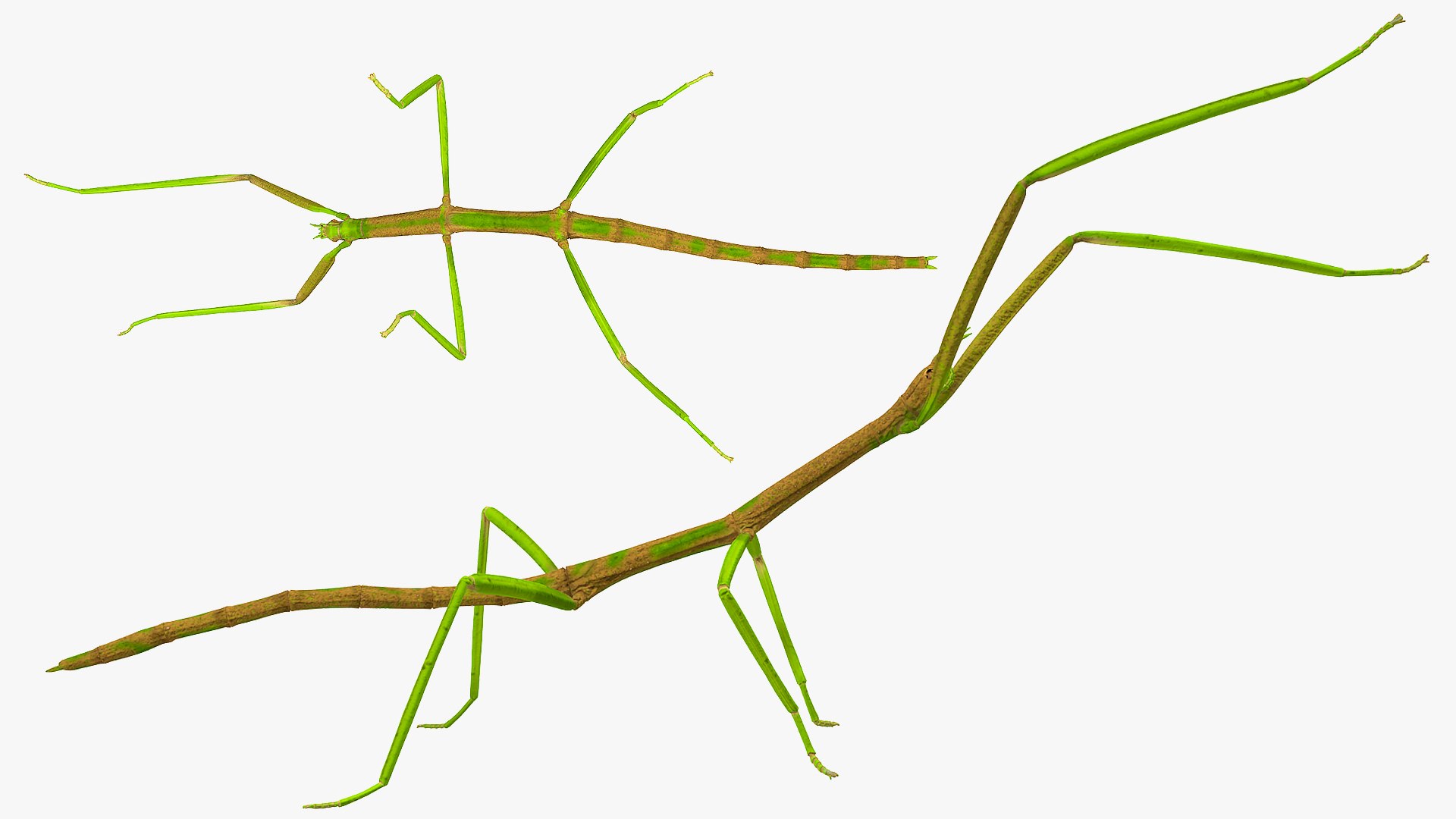 phasmatodea stick insect attack model https://p.turbosquid.com/ts-thumb/3b/cK9U7o/uz9c2p8W/phasmatodeastickinsectattack3dmodel009/jpg/1573816024/1920x1080/fit_q87/c45ff78ffae74a5e8d3017942a5c484d5e587562/phasmatodeastickinsectattack3dmodel009.jpg