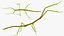 Phasmatodea Stick Insect Attack