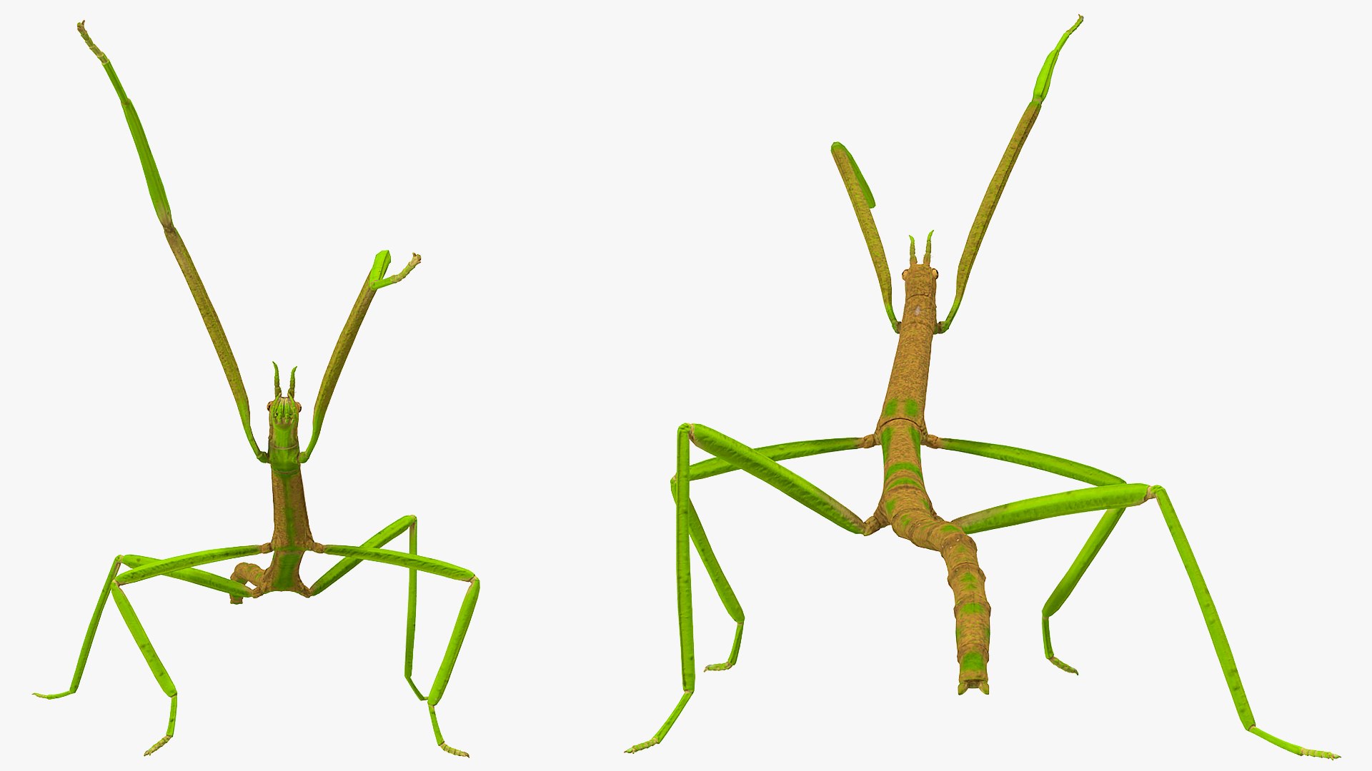 phasmatodea stick insect attack model https://p.turbosquid.com/ts-thumb/3b/cK9U7o/zHXBClBx/phasmatodeastickinsectattack3dmodel010/jpg/1573816029/1920x1080/fit_q87/b220f65e861c5e7a975578b149745494c388fce5/phasmatodeastickinsectattack3dmodel010.jpg