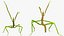 Phasmatodea Stick Insect Attack