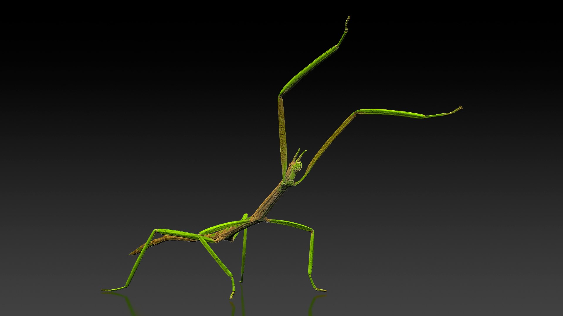 Phasmatodea Stick Insect Attack 3D model preview
