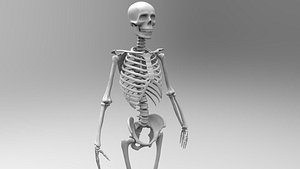 Rigged low poly and high poly Skeleton