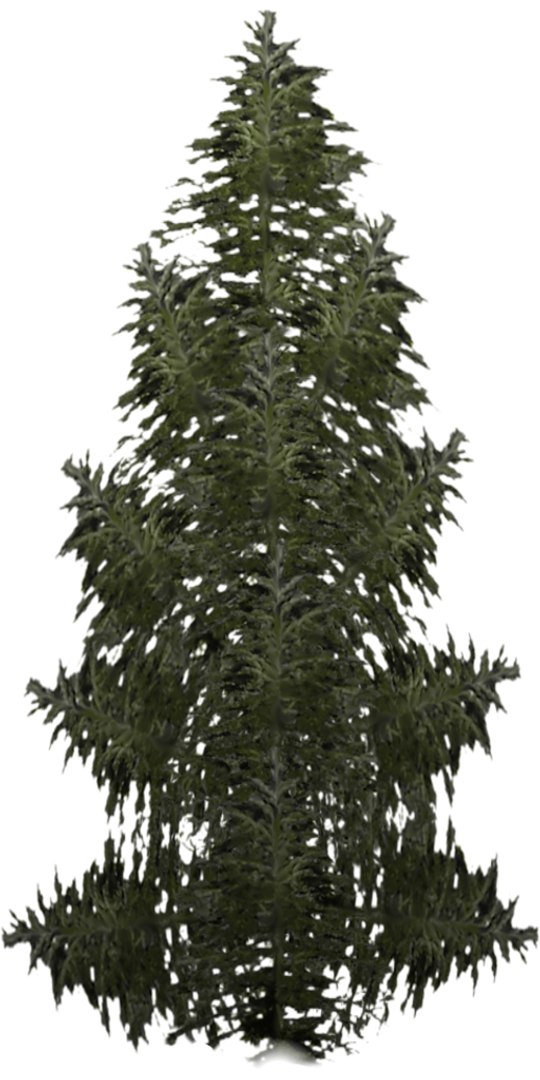 3d Spruce Model
