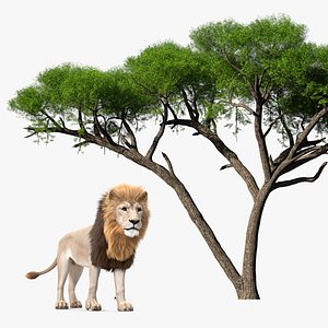 African Acacia Tree White Lion Collection 3D