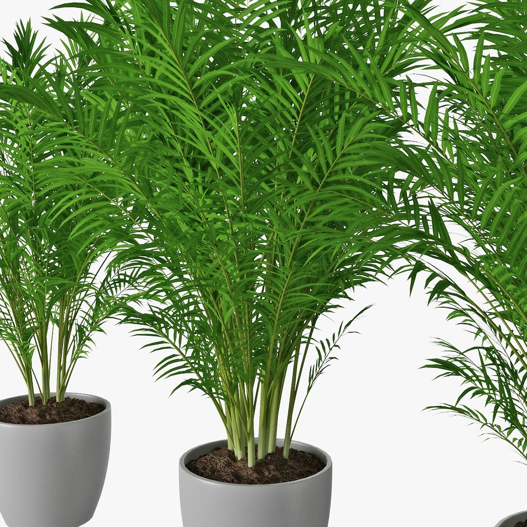 Areca Palms 3D Model - TurboSquid 1523225