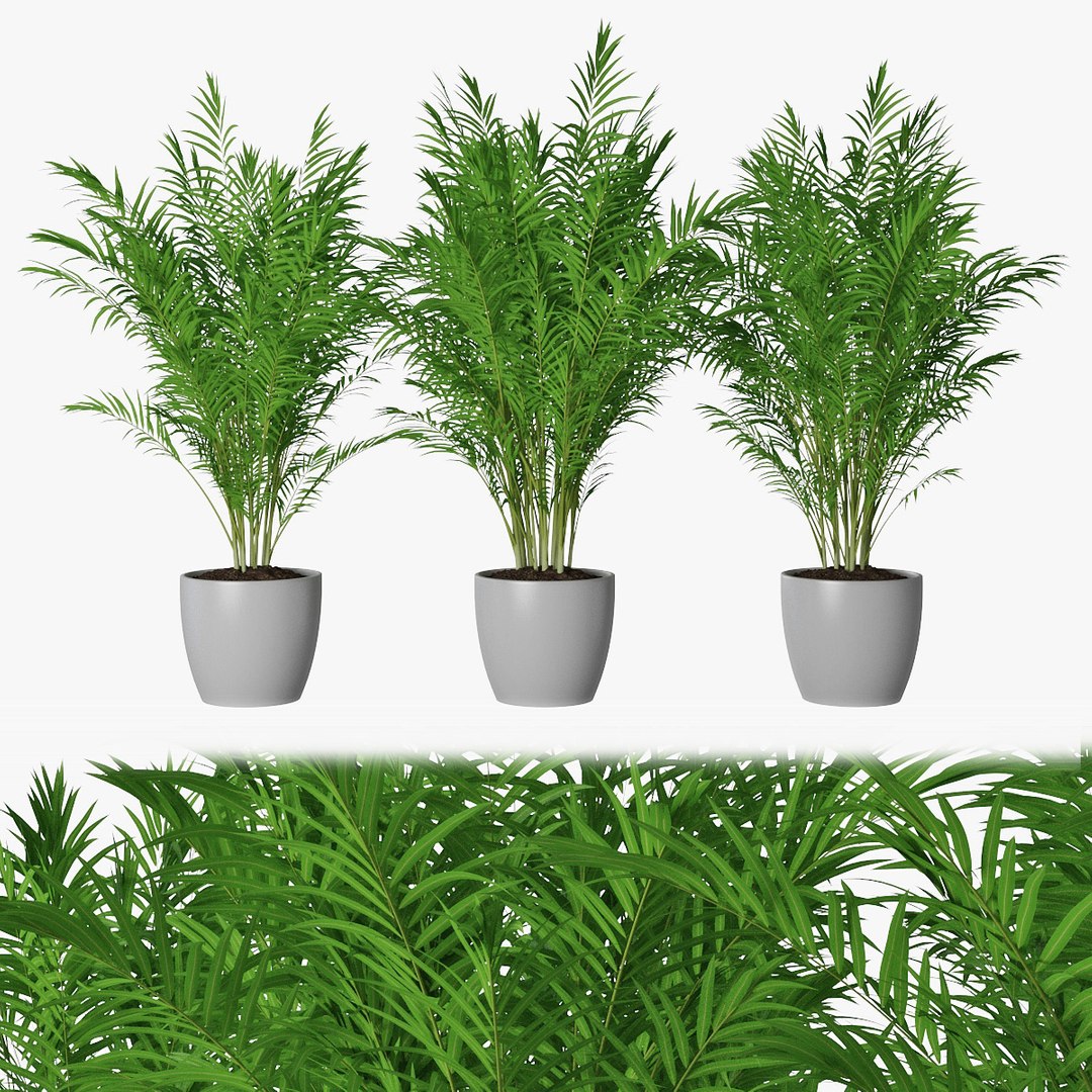 Areca Palms 3D Model - TurboSquid 1523225