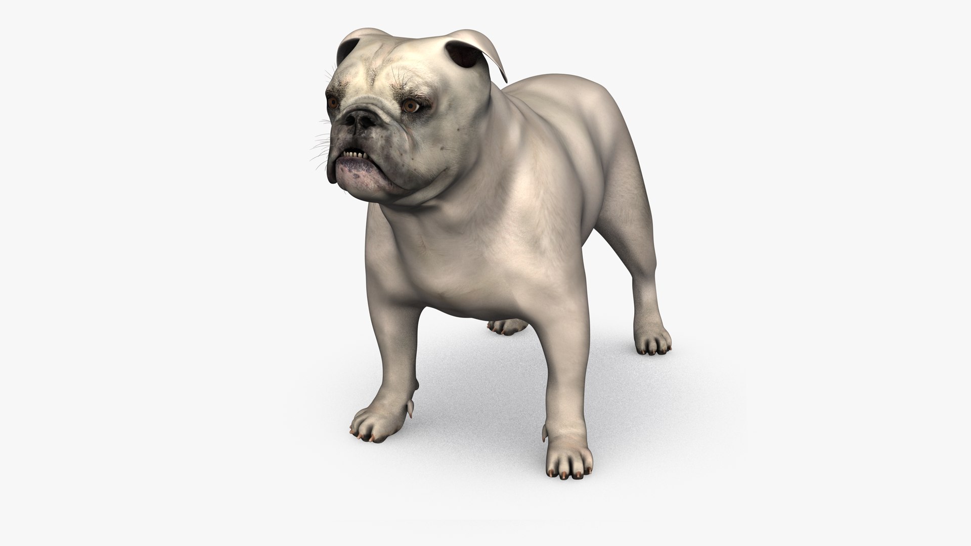 realistic female white english 3D model https://p.turbosquid.com/ts-thumb/3c/BItzHj/5cjIz0TE/english_bulldog_female_white_3d_model_by_andreas_piel_013/png/1597263909/1920x1080/fit_q87/bf6526b6e5b8724c8abb13abe1b06a8ba535e5c3/english_bulldog_female_white_3d_model_by_andreas_piel_013.jpg