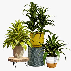 3D Realistic Corn Plant Asset model