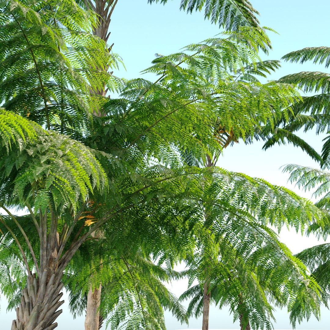 tree-fern-3d-model-turbosquid-1945565