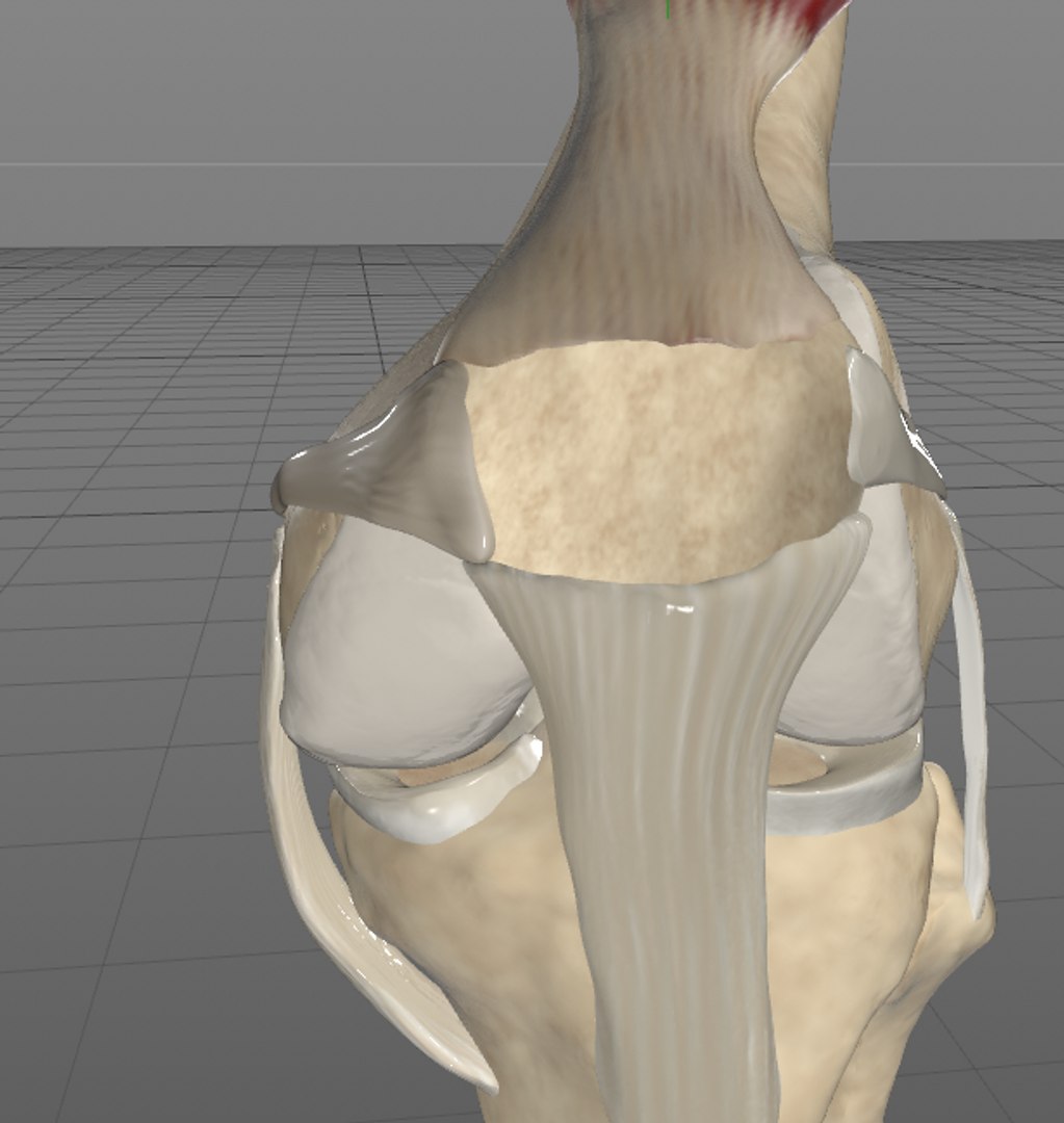 knee 3D https://p.turbosquid.com/ts-thumb/3c/LMWlvG/5HObplgV/knee2/png/1531804374/1920x1080/fit_q87/638e5df3a80a2693744774430bdf489119f49671/knee2.jpg