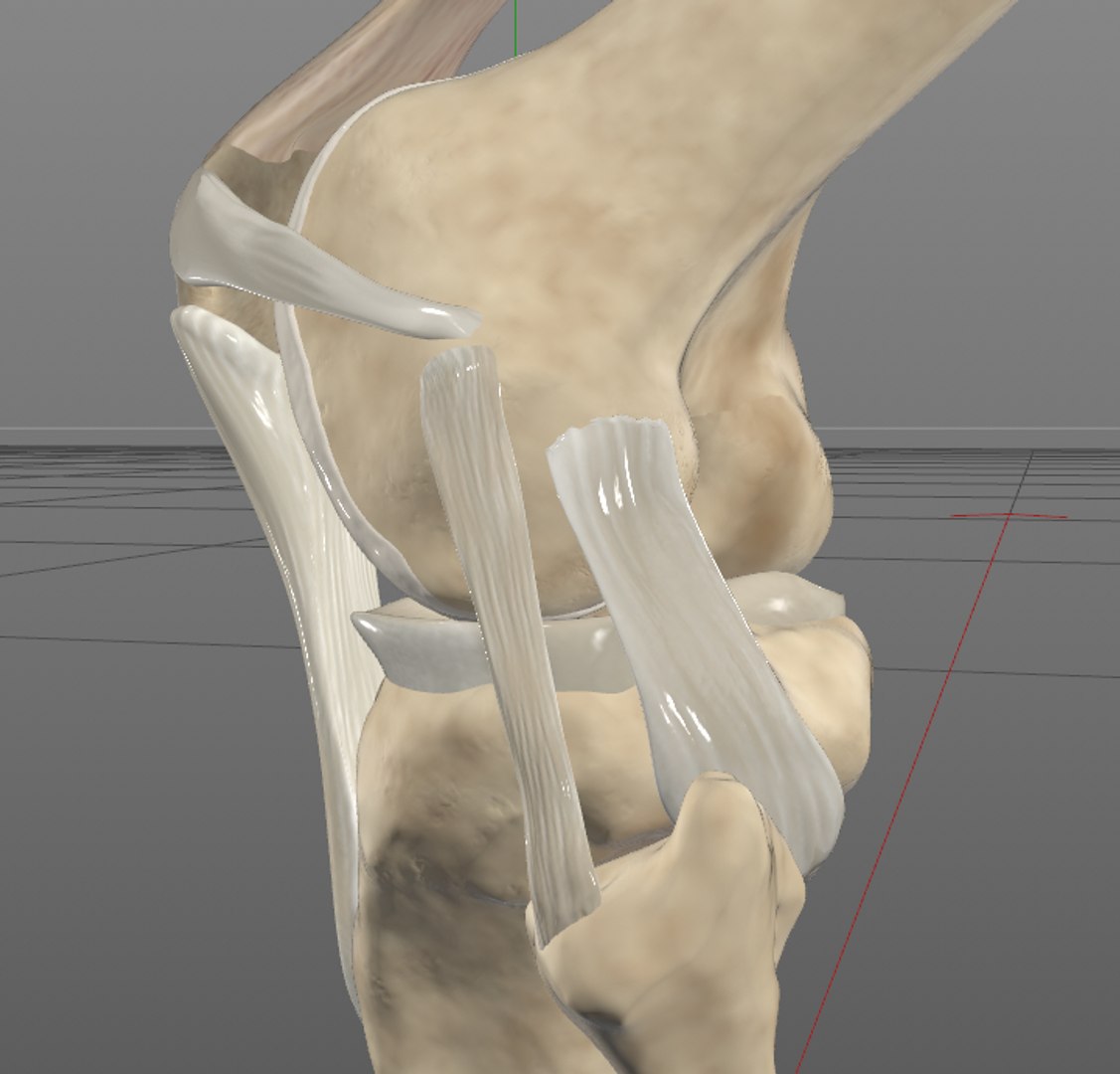 knee 3D https://p.turbosquid.com/ts-thumb/3c/LMWlvG/FwFbAwTK/knee4/png/1531805743/1920x1080/fit_q87/df615bce039b40e753d747d75a99938925634760/knee4.jpg