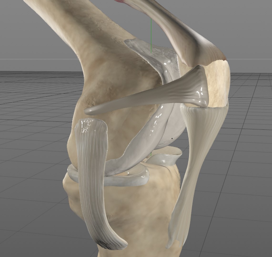 knee 3D https://p.turbosquid.com/ts-thumb/3c/LMWlvG/g6oozKDN/knee3/png/1531804398/1920x1080/fit_q87/c364178f77dddf16c28d75c96d6c64c984089549/knee3.jpg