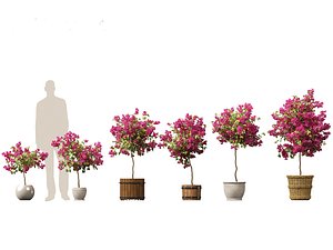 Bougainvillea glabra - Lesser bougainvillea 05 3D