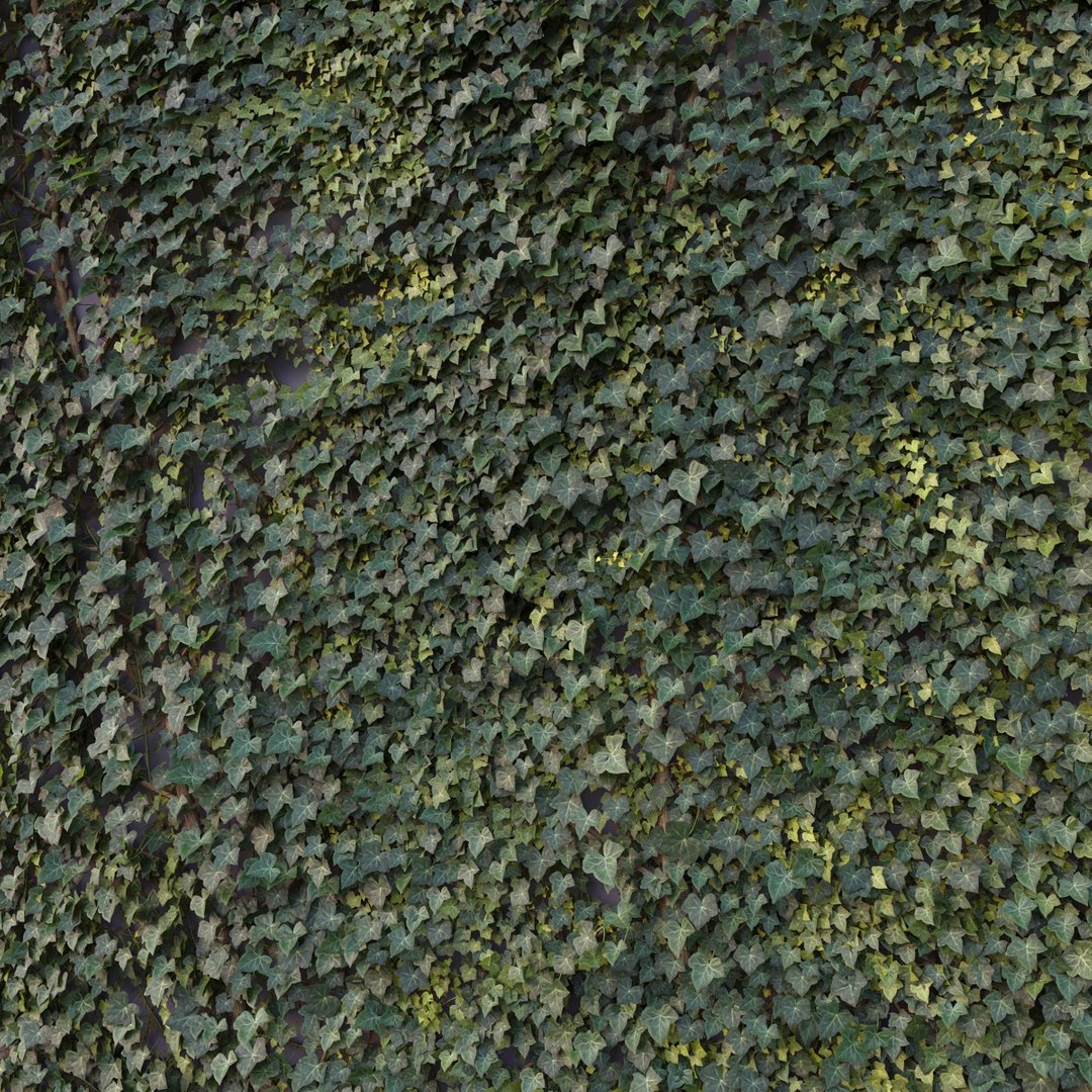3D Ivy Hedera Helix V4 model https://p.turbosquid.com/ts-thumb/3c/ZY41Ji/Fv/2/jpg/1642943957/1920x1080/fit_q87/3c94fc3dbfb8d8408e352b4dcbc85a41ec26ee54/2.jpg