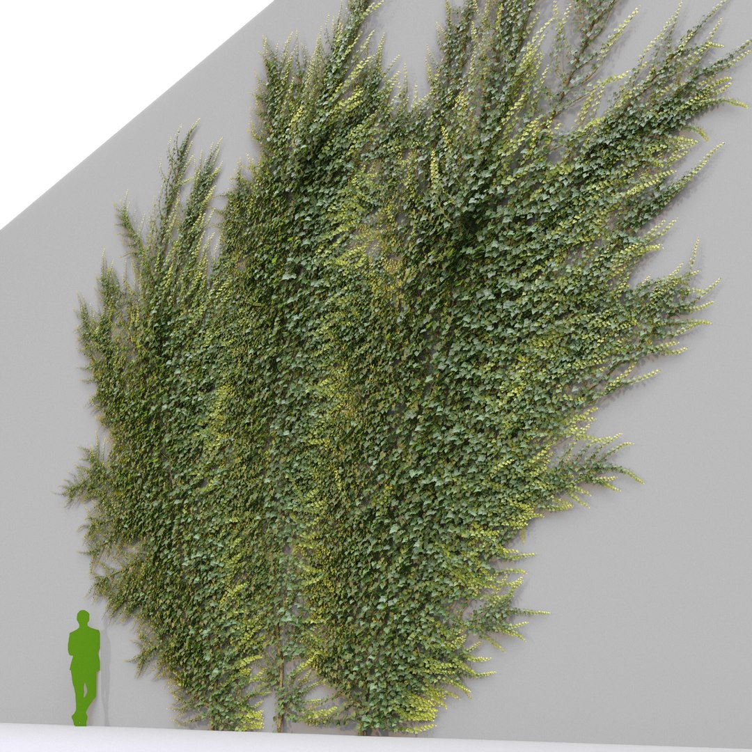 3D Ivy Hedera Helix V4 model https://p.turbosquid.com/ts-thumb/3c/ZY41Ji/NH/5/jpg/1642943960/1920x1080/fit_q87/a9a841ac9666a318cde87c11a6f5e5f0da612d95/5.jpg
