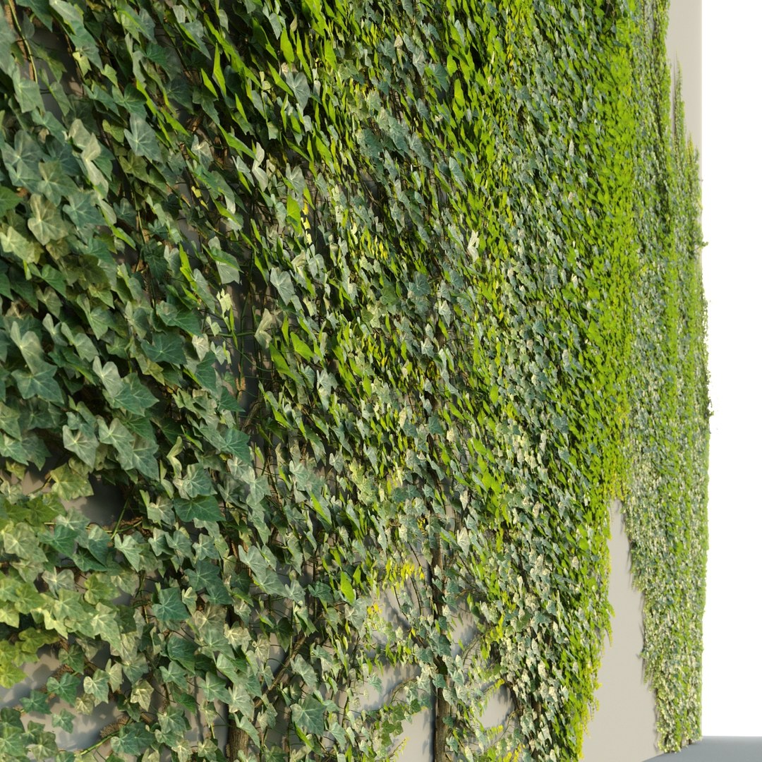 3D Ivy Hedera Helix V4 model https://p.turbosquid.com/ts-thumb/3c/ZY41Ji/WF/4/jpg/1642943960/1920x1080/fit_q87/11bac5d67f42853017d2b6a847d538c360a1db06/4.jpg