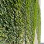 Ivy Hedera Helix V4