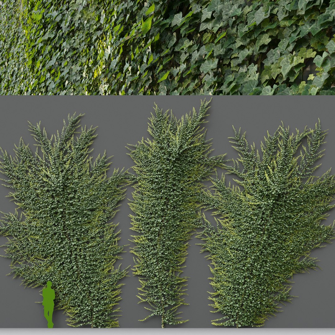 3D Ivy Hedera Helix V4 model https://p.turbosquid.com/ts-thumb/3c/ZY41Ji/wK/3/jpg/1642943962/1920x1080/fit_q87/9f2f5955ba4196482cb27c2c88955f884b4c6b79/3.jpg