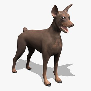 pinscher dog 3d model