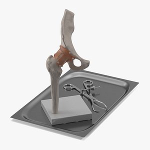 Anatomical Model of Hip Joint with Bone Holder Ollier