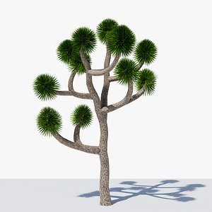 3D Joshua Tree or Yucca Palm v4